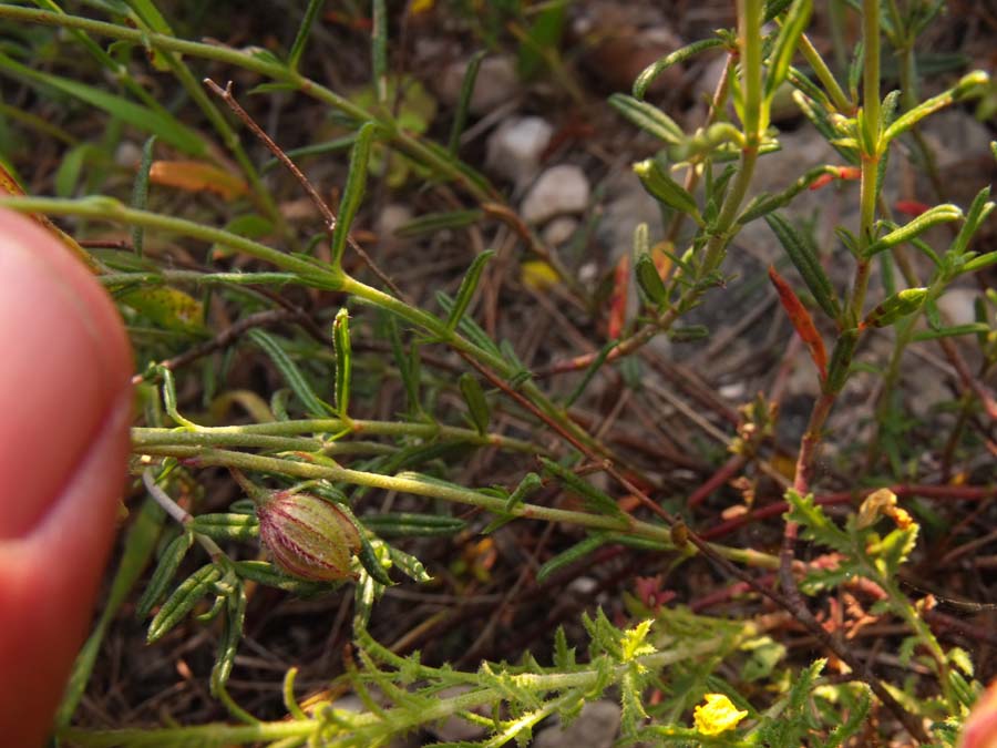 Cistacea garganica - Helianthemum jonium